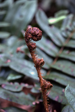 APII jpeg image of Blechnum wattsii  © contact APII