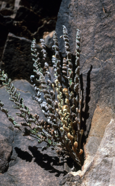 APII jpeg image of Cheilanthes lasiophylla  © contact APII