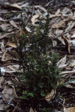 APII jpeg image of Cheilanthes sieberi  © contact APII