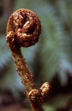 APII jpeg image of Cyathea australis  © contact APII