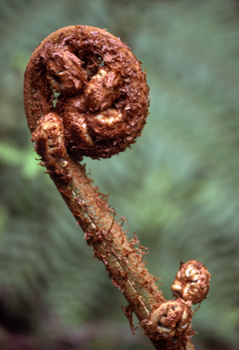 APII jpeg image of Cyathea australis  © contact APII