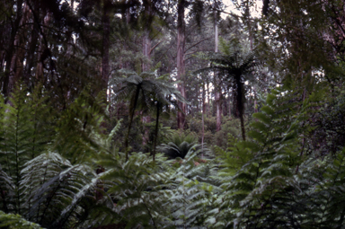 APII jpeg image of Cyathea cunninghamii  © contact APII