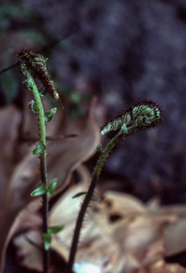 APII jpeg image of Pellaea falcata  © contact APII