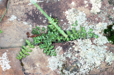 APII jpeg image of Pleurosorus rutifolius  © contact APII