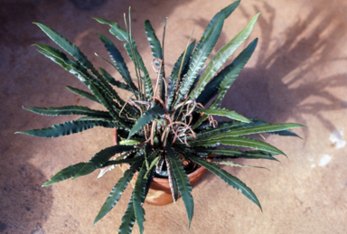 APII jpeg image of Blechnum patersonii  © contact APII
