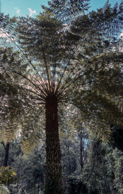 APII jpeg image of Cyathea australis  © contact APII