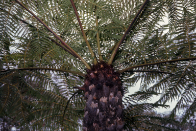 APII jpeg image of Cyathea australis  © contact APII