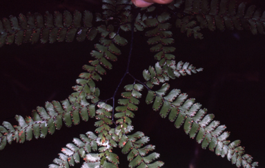 APII jpeg image of Adiantum christii  © contact APII