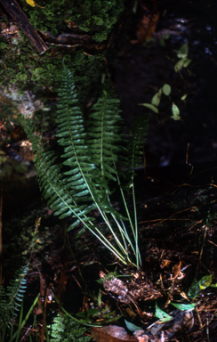 APII jpeg image of Asplenium tenerum  © contact APII
