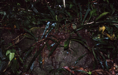 APII jpeg image of Asplenium marattioides  © contact APII