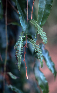 APII jpeg image of Humata heterophylla  © contact APII