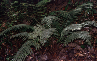 APII jpeg image of Cystodium sorbifolium  © contact APII