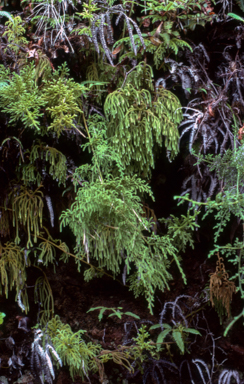APII jpeg image of Lycopodium cernum,<br/>Lycopodium cernum  © contact APII