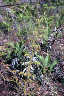 APII jpeg image of Lycopodium cernum  © contact APII