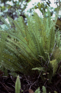 APII jpeg image of Nephrolepis lauterbachii  © contact APII