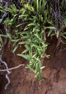 APII jpeg image of Nephrolepis lauterbachii  © contact APII