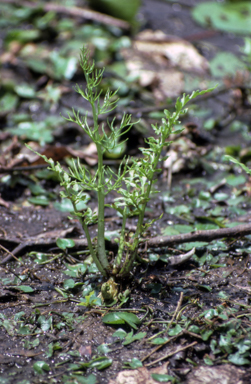 APII jpeg image of Ceratopteris thalictroides  © contact APII