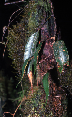 APII jpeg image of Selliguea brachylepidota  © contact APII