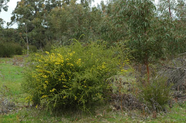 APII jpeg image of Acacia paradoxa  © contact APII