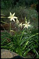 Crinum flaccidum - click for larger image