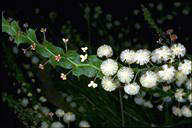Acacia alata - click for larger image