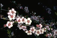 Baeckea crassifolia - click for larger image