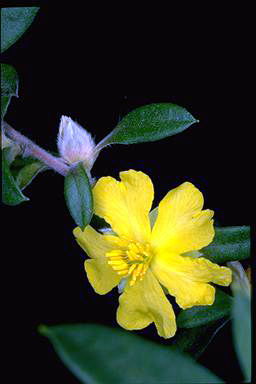 APII jpeg image of Hibbertia saligna  © contact APII