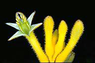 Anigozanthos 'Bush Glow'-click for larger image