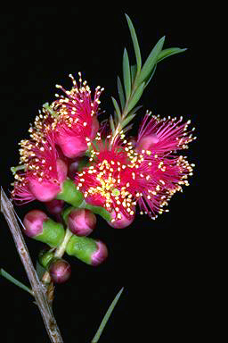 APII jpeg image of Melaleuca fulgens 'Hot Pink'  © contact APII