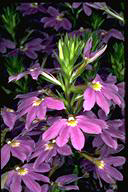 Scaevola 'New Blue' - click for larger image