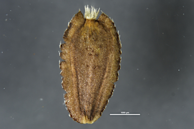APII jpeg image of Brachyscome spathulata subsp. spathulata  © contact APII