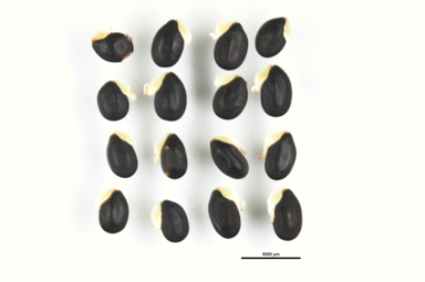 APII jpeg image of Acacia dealbata  © contact APII