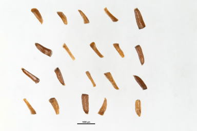 APII jpeg image of Melaleuca fissurata  © contact APII