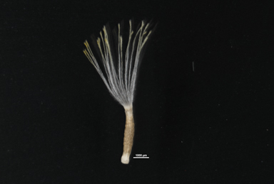 APII jpeg image of Leucochrysum stipitatum  © contact APII