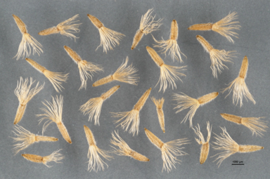 APII jpeg image of Olearia fragrantissima  © contact APII