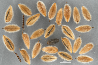 APII jpeg image of Pelargonium helmsii  © contact APII