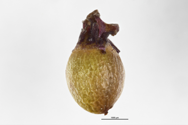 APII jpeg image of Exocarpos nanus  © contact APII