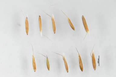 APII jpeg image of Deyeuxia crassiuscula  © contact APII