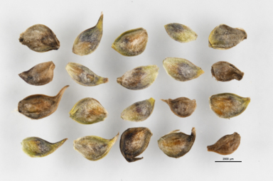 APII jpeg image of Ranunculus acrophilus  © contact APII