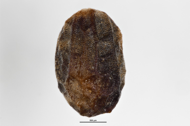 APII jpeg image of Prostanthera cuneata  © contact APII