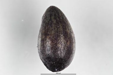 APII jpeg image of Melicytus dentatus  © contact APII