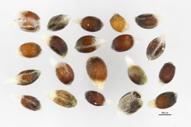 APII jpeg image of Luzula modesta  © contact APII