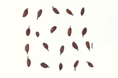 APII jpeg image of Callicoma serratifolia  © contact APII