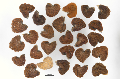 APII jpeg image of Abutilon otocarpum  © contact APII