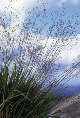 APII jpeg image of Agrostis parviflora  © contact APII