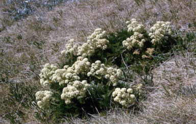 APII jpeg image of Aciphylla glacialis  © contact APII