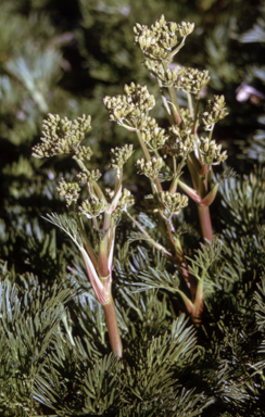 APII jpeg image of Aciphylla glacialis  © contact APII