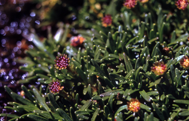 APII jpeg image of Abrotanella nivigena  © contact APII