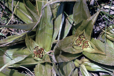 APII jpeg image of Astelia psychrocharis  © contact APII