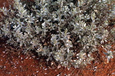 APII jpeg image of Atriplex vesicaria  © contact APII